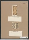 Navicula diplosticta Grun. (de-Toni-Nr.: Genus 1, Species 279) Zeichnungen Sammlung Grunow Nr. 636 (NHMW-BOT-W0367002)